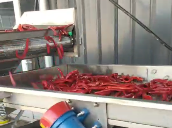 辣椒加工流水线